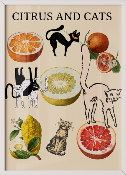 Citrus and Cats